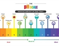 Ph In The Human Body