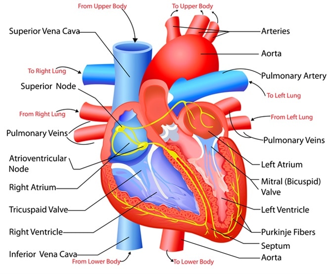 Structure and Function of the Heart