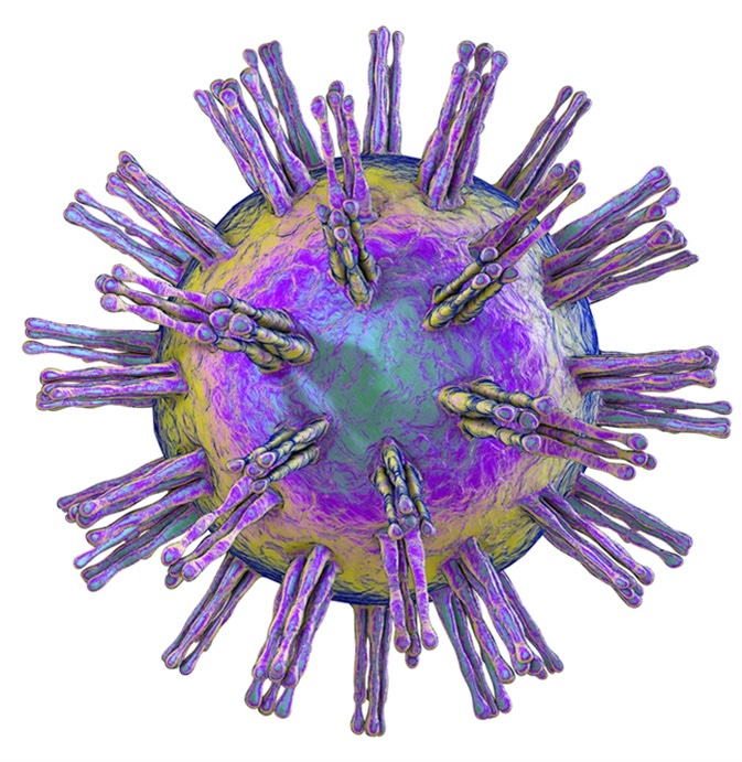 virusi herpes zentel tratament toxocara