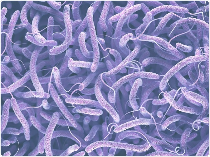 Vibrio Vulnificus - definitie | p5net.ro
