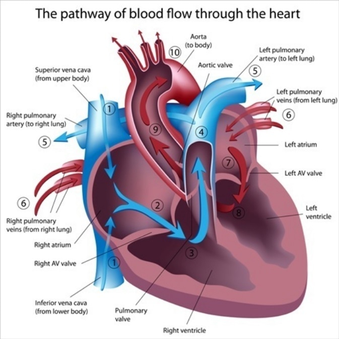 How The Heart Pumps Blood