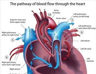 How The Heart Pumps Blood