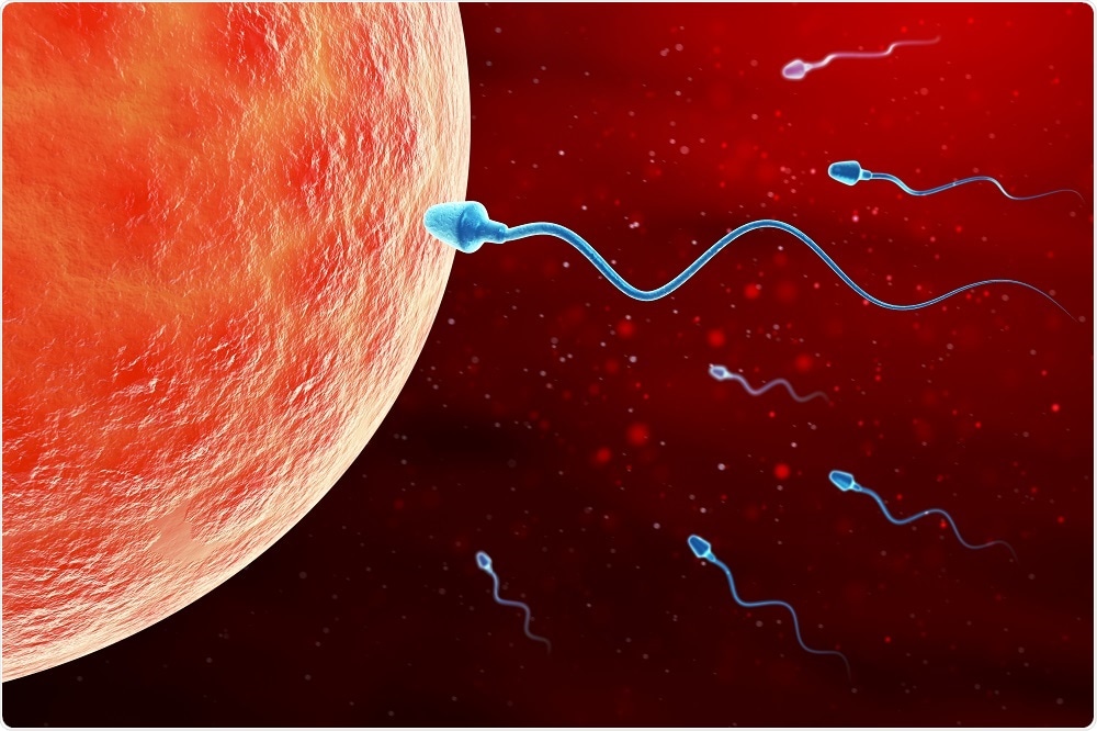 Small Rna In Sperm Shown To Be Essential For Embryonic Development 