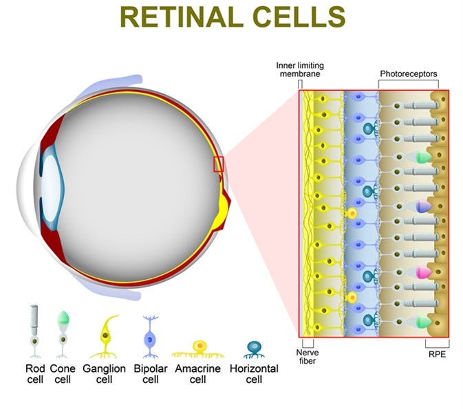 The Chemistry of Human Vision The Retinoid Cycle