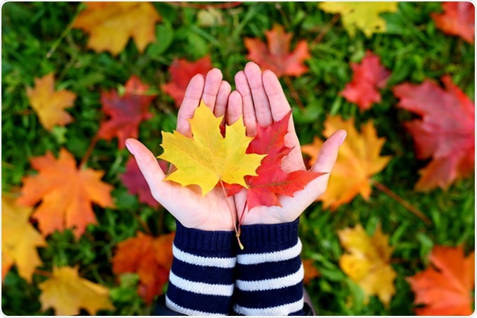 Maple Leaf Extract Could Prevent Wrinkles
