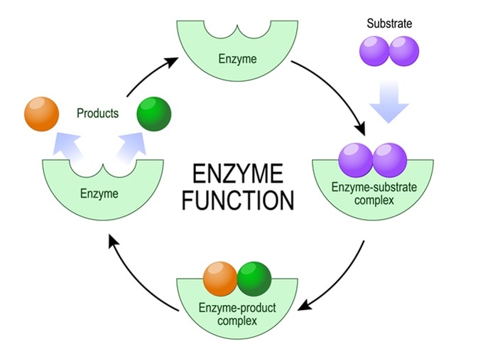 What is an Enzyme Cofactor?