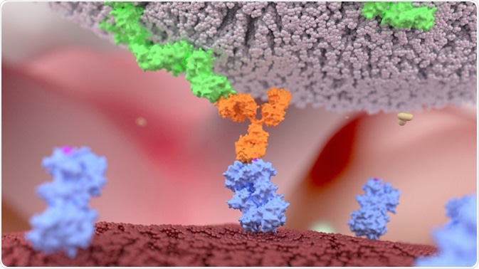 Natural Killer (NK) cell identifies cancer cell. Image Credit: Alpha Tauri 3D Graphics / Shutterstock