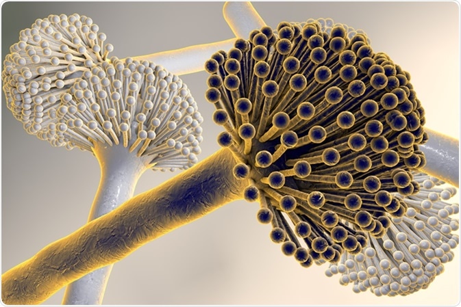 Aspergillus niger