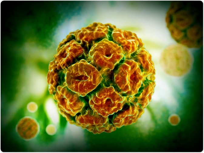 papillomavirus humain recherches associees