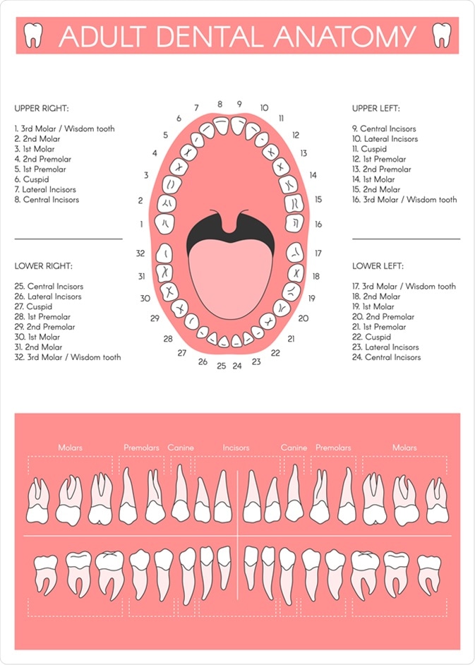 Referred Tooth Chart