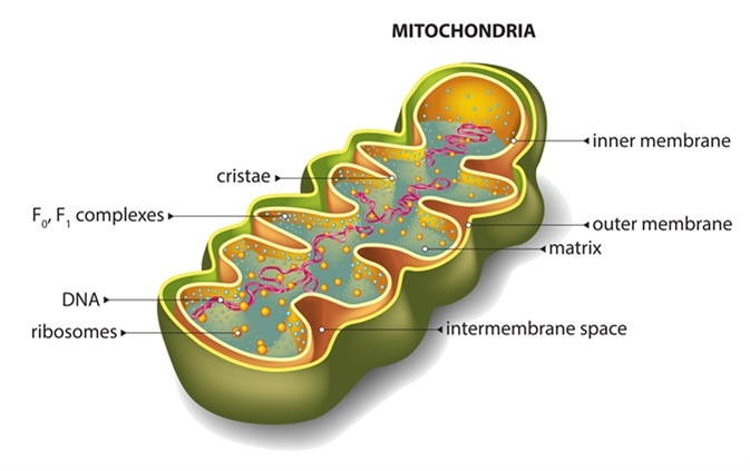 Quale Funzione Svolgono I Mitocondri