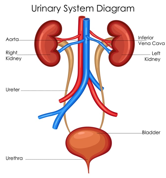 [DIAGRAM] Diagram Of The Kidneys And Bladder FULL Version HD Quality