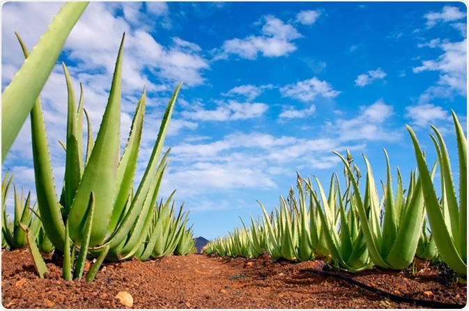 had het niet door onthouden Heiligdom What is Aloe Vera?