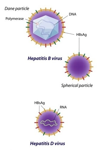 Hepatita B | etigararunway.ro