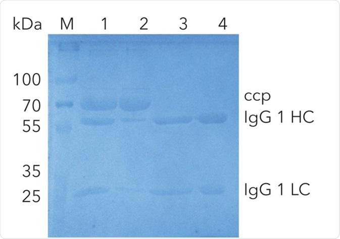 SDS-PAGE of IgG1 at different purification steps