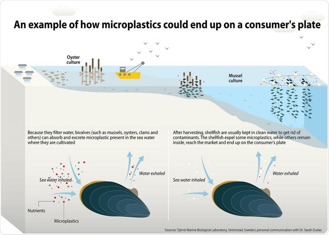 An example of how microplastics could end up on a consumer's plate. Image Credit: Marine Litter Vital Graphics, Cartographer: Maphoto/Riccardo Pravettoni An example of how microplastics could end up on a consumer's plate. Image Credit: Marine Litter Vital Graphics, Cartographer: Maphoto/Riccardo Pravettoni