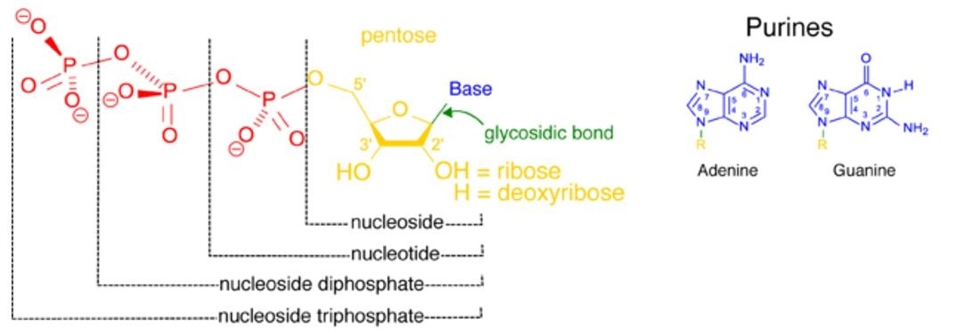 The structure of nucleotides depicting how the base and pentose sugar (nucleoside, in yellow blue and green) may be attached to either one, two or three phosphate groups.