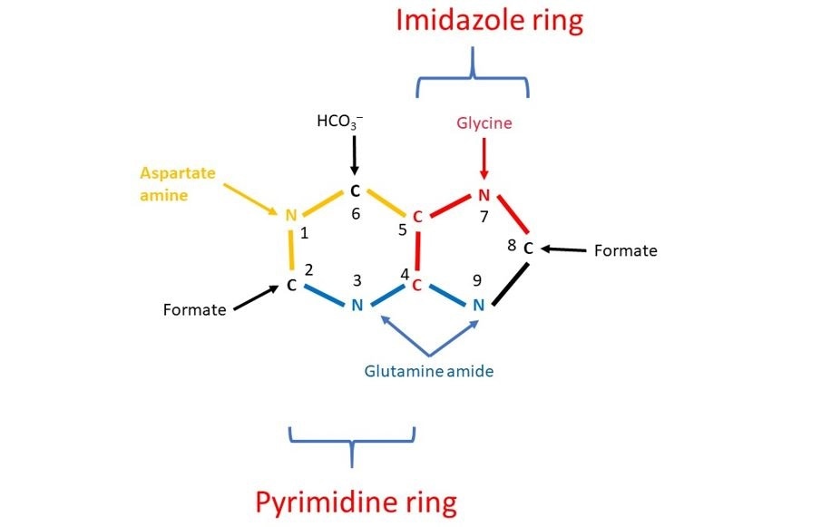 The results of John Buchanan’s studies demonstrated that N1 of purines arises from the amino group of aspartate.