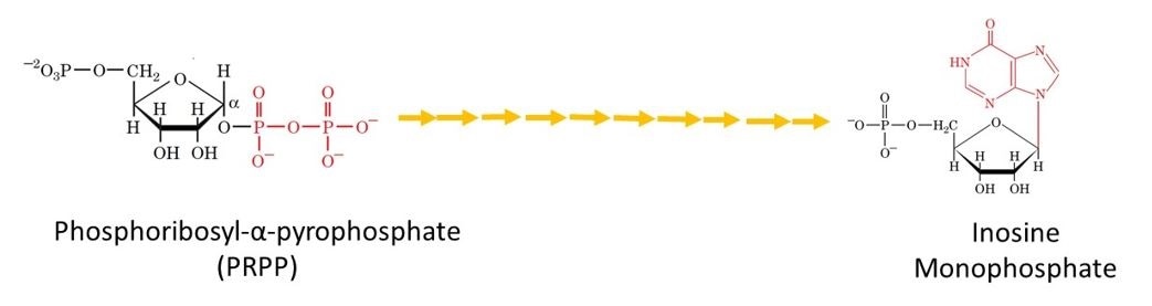 The metabolic pathway for the de novo biosynthesis of IMP.