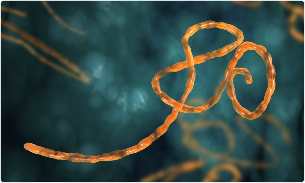 Illustration of the ebola virus by Festa