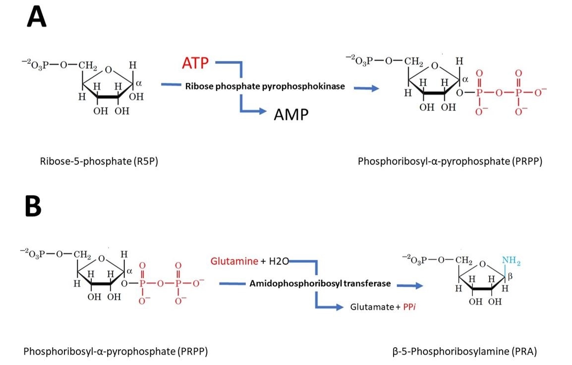 The steps involved in purine synthesis to yields Inosine Monophosphate