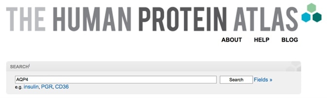 Search for your gene or protein, image from the Human Protein Atlas portal.