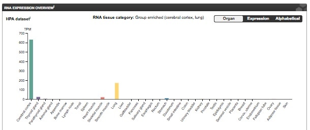 RNA Expression data for Aquaporin 4. Image from the Human Protein Atlas.