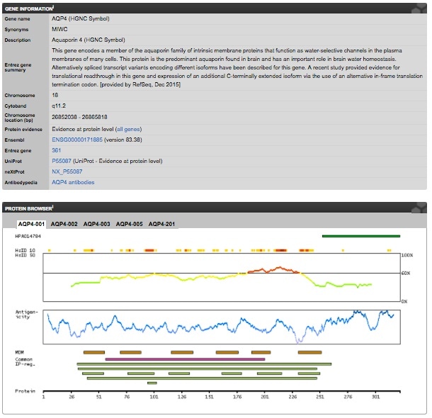 Gene and protein information for Aquaporin 4. Image from the Human Protein Atlas.