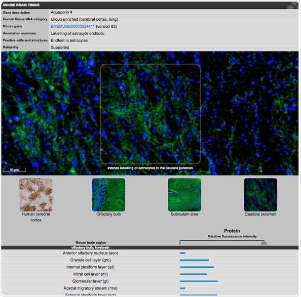 Mouse Brain Atlas entry for Aquaporin 4. Image from the Human Protein Atlas.