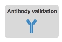 Antibody Validation in the Human Protein Atlas