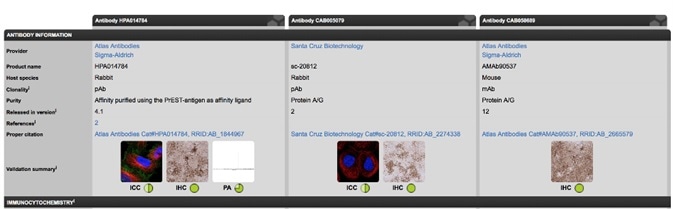 Information on individual antibodies against a protein is available on the Antibody Validation tab for the protein on the Human Protein Atlas.