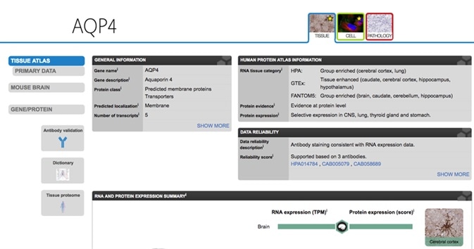 Aquaporin 4 page on the Tissue Atlas, image from the Human Protein Atlas portal.