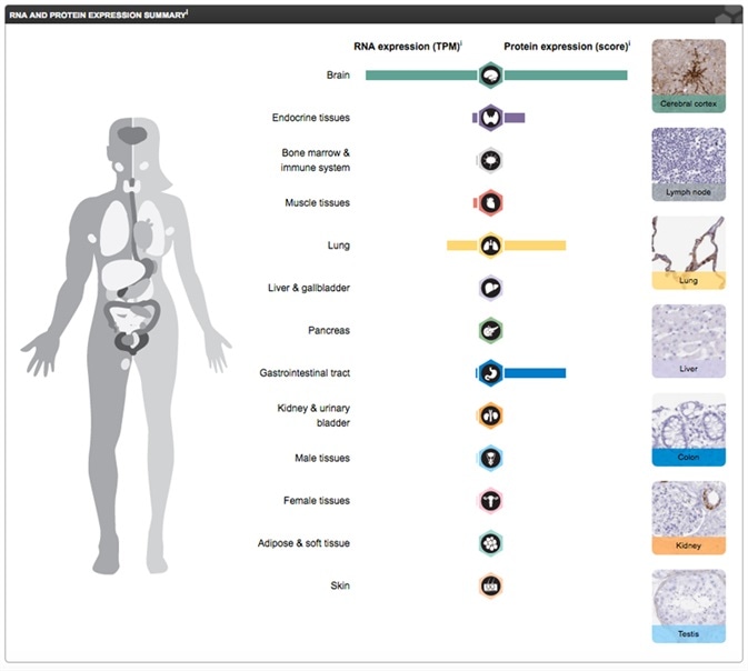 RNA and Protein Expression Summary for Aquaporin 4, on the Tissue Atlas, image from the Human Protein Atlas portal.