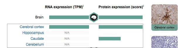 Aquaporin 4 page on the Tissue Atlas, closeup of the protein expression information available for brain tissue. Image from the Human Protein Atlas portal.