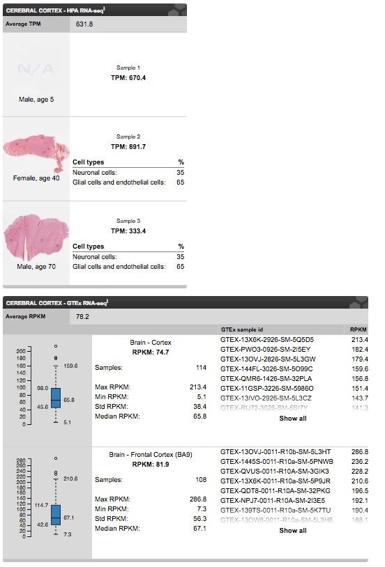RNA-seq data for Aquaporin 4 generated by the Human Protein Atlas (top) and the GTEx RNA-seq data set. Image from the Human Protein Atlas portal.