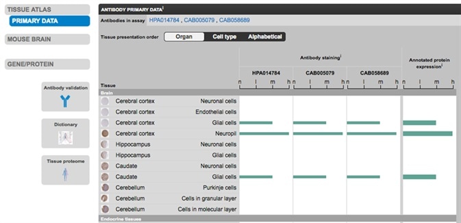 Primary Data section for Aquaporin 4, containing images for all tested normal tissues. Click on the respective tissue to see the images available. Image from the Human Protein Atlas portal.