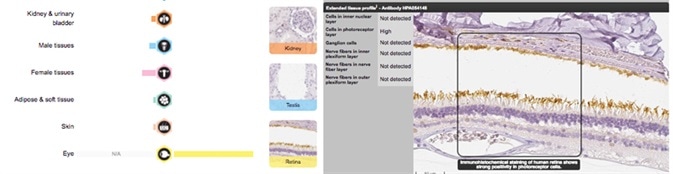 The image shows IHC staining of retina tissue using the Anti-PDE6B (HPA054148) antibody.