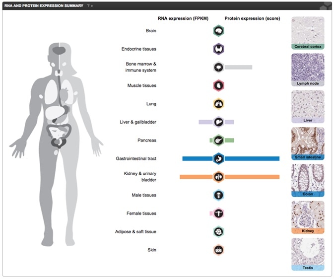 Part of the Tissue Atlas view showing RNA expression displayed together with a knowledge-based annotation, based on the IHC stainings for the particular protein, in normal tissues. The Primary data view displays the raw data from the IHC stainings in 44 normal tissues. These can be viewed in high resolution by clicking on the images. Screenshot from the Human Protein Atlas HNF1A gene Tissue Atlas entry.