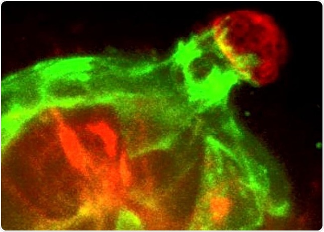 Katarina Sirka Katarina Sirka