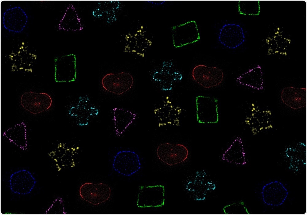 OIST- Super-resolution fluorescence microscopy images reveal the molded shapes of bacterial Z-rings (montage, pseudo-colored).