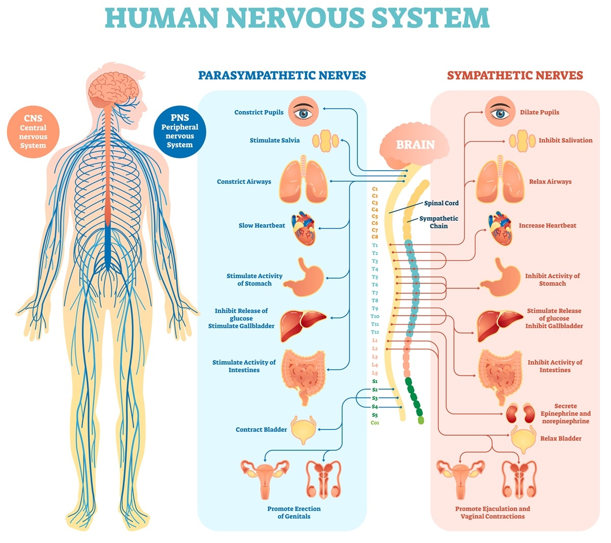 The nervous system is a complex network of nerves and cells that carry messages to and from the brain and spinal cord to various parts of the body. The nervous system includes both the central nervous system and peripheral nervous system. The central nervous system is made up of the brain and spinal cord and the peripheral nervous system is made up of the somatic and the autonomic nervous systems.