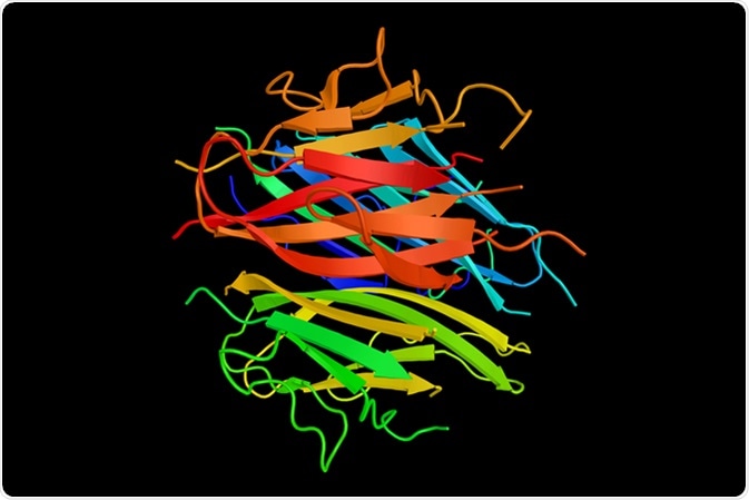 Adiponectin, a protein involved in regulating glucose levels as well as fatty acid breakdown. 3d structure. Image Credit: ibreakstock / Shutterstock Adiponectin, a protein involved in regulating glucose levels as well as fatty acid breakdown. 3d structure. Image Credit: ibreakstock / Shutterstock