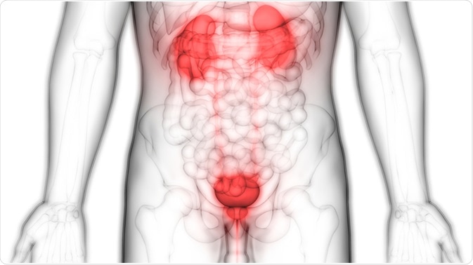 Human Body Organs (Kidneys with Urinary Bladder). Image Credit: Magic mine / Shutterstock