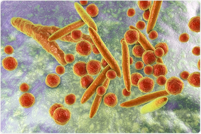 Mycoplasma bacteria, 3D illustration showing small polymorphic bacteria which cause pneumonia, genital and urinary infections. Image Credit: Kateryna Kon / Shutterstock Mycoplasma bacteria, 3D illustration showing small polymorphic bacteria which cause pneumonia, genital and urinary infections. Image Credit: Kateryna Kon / Shutterstock