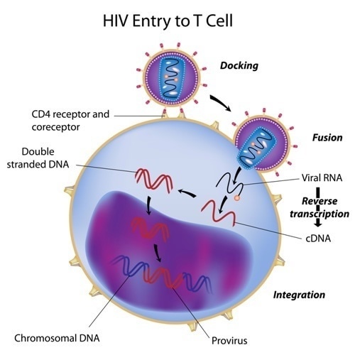 HIV entry to T cell. Image Credit: Alila Medical Media / Shutterstock