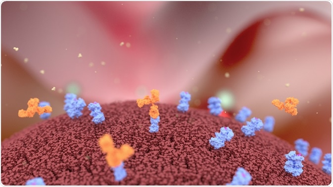 Engineered antibodies bound to cancer cell - By Alpha Tauri 3D Graphics