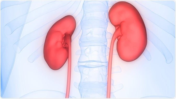 Kidneys (red) with body faintly in background (blue)