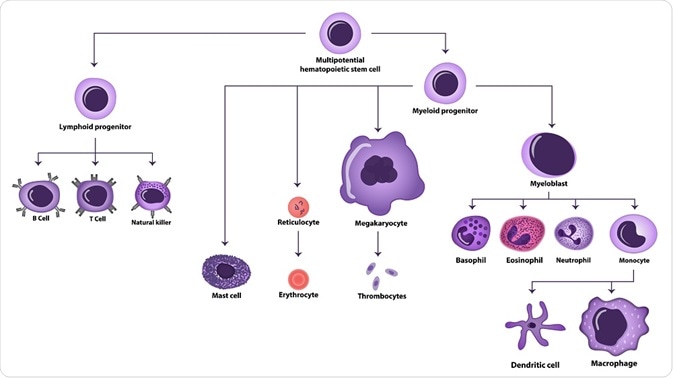 Hematopoiesis pathway - By extender_01 Hematopoiesis pathway - By extender_01