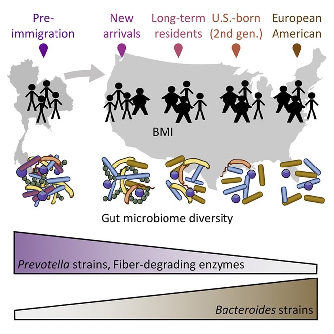 US Immigration Westernizes the Human Gut Microbiome
