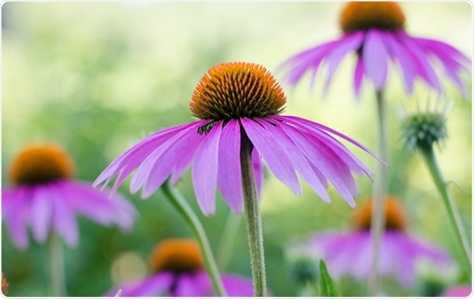 Echinacea purple. A perennial plant of the Asteraceae family. Medicinal flower to enhance immunity. Image Credit: Mitand73 / Shutterstock